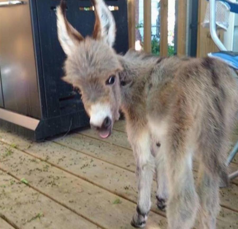Γαϊδουράκι σαν κατοικίδιο: Ζει κανονικά σε σπίτι  όπως ένας σκύλος