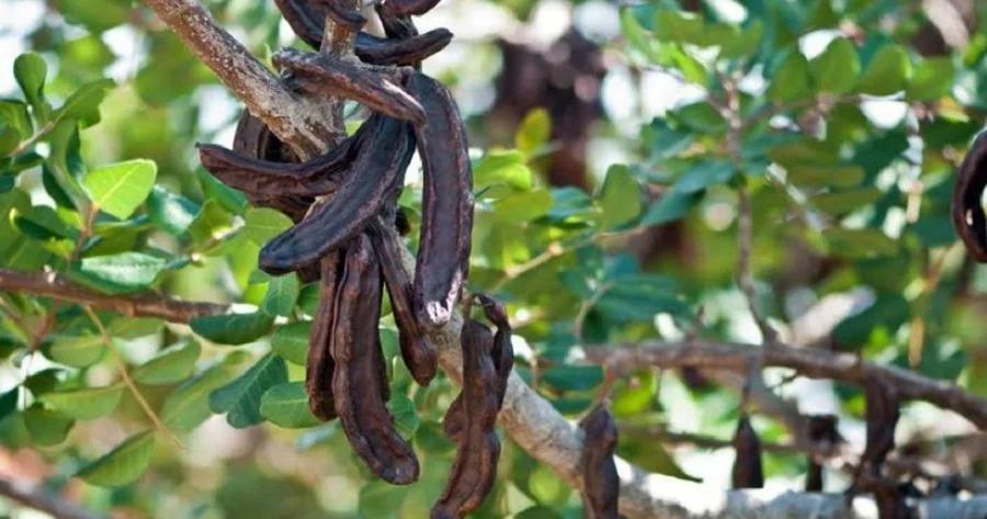 Χαρούπι: Έχει θετικά αποτελέσματα  κατά του διαβήτη και της παχυσαρκίας, είναι εύπεπτα και δεν προκαλούν αλλεργίες