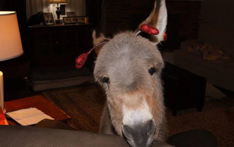 Γαϊδουράκι σαν κατοικίδιο: Ζει κανονικά σε σπίτι  όπως ένας σκύλος