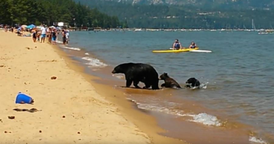 Διάλειμμα δροσιάς για μια αρκούδα με τα μωρά της – Πήγε στην παραλία γεμάτη κόσμο και βούτηξε στα νερά