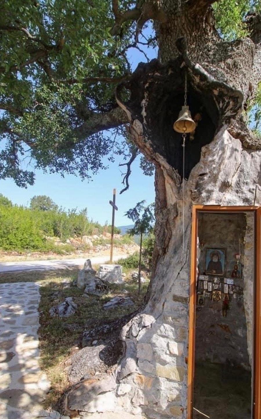 Η κρυμμένη Δεντροκκλησιά του Αγίου Παϊσίου: Το εντυπωσιακό εκκλησάκι μέσα σε δέντρο στο χωριό Αγία Βαρβάρα της Κόνιτσας