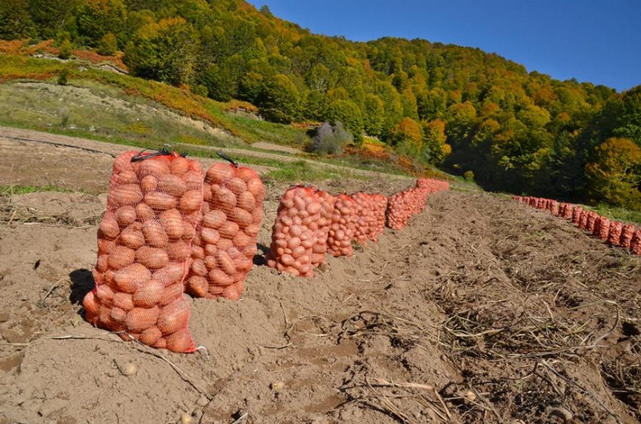 Ξέμεινε από εργατικά χέρια η καλλιέργεια της γης στην Ελλάδα