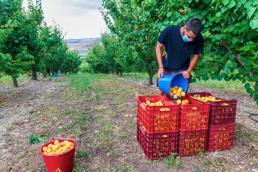 Ξέμεινε από εργατικά χέρια η καλλιέργεια της γης στην Ελλάδα