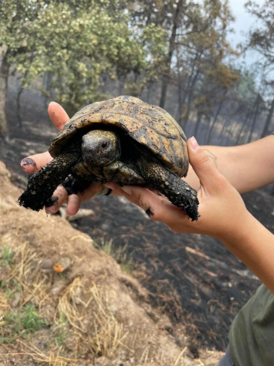 Πράξεις αγάπης: Εθελοντές περιθάλπουν και διασώζουν ζώα στο δάσος της Δαδιάς που καίγεται