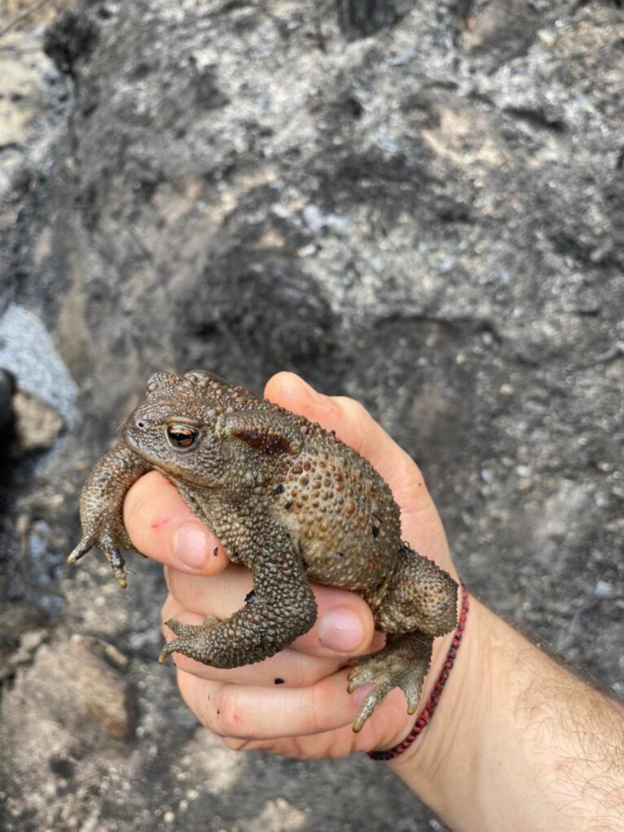 Πράξεις αγάπης: Εθελοντές περιθάλπουν και διασώζουν ζώα στο δάσος της Δαδιάς που καίγεται