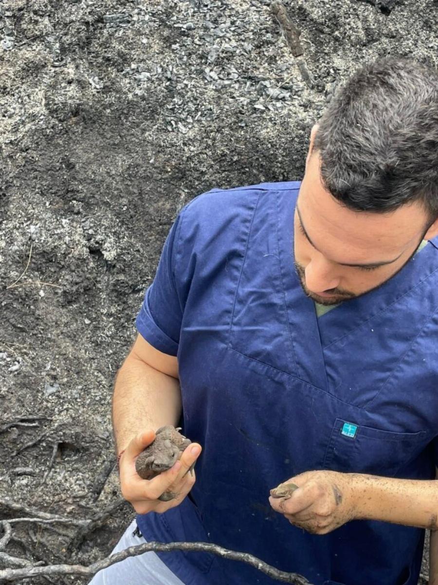 Πράξεις αγάπης: Εθελοντές περιθάλπουν και διασώζουν ζώα στο δάσος της Δαδιάς που καίγεται