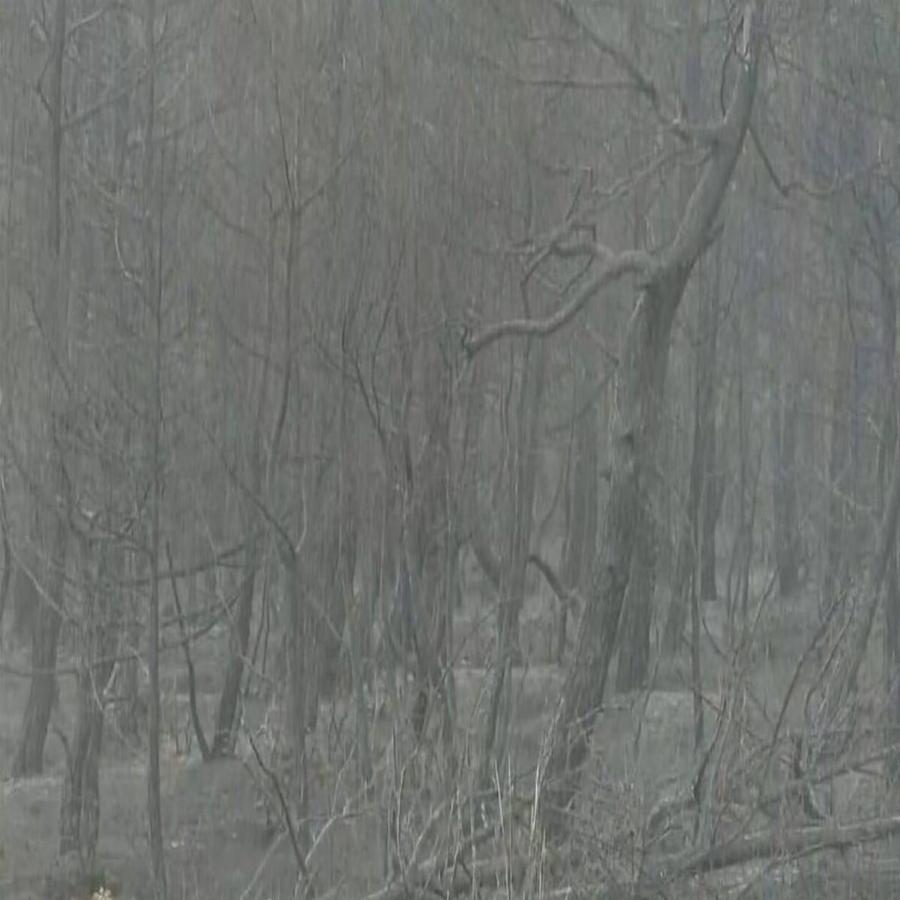 Φωτιά στον Έβρο: Δώρο εξ ουρανού στο Δάσος της Δαδιάς – Άρχισε να βρέχει στη περιοχή