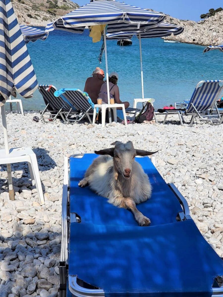Η φωτογραφία της ημέρας που λατρέψαμε και σαρώνει: Κατσίκα ποζάρει σε ξαπλώστρα σε παραλία της Σύμης
