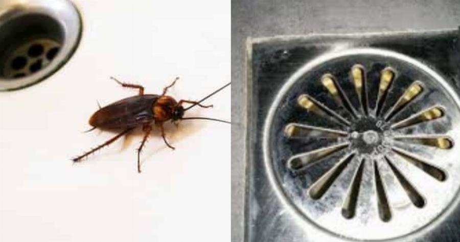 Το έξυπνο κόλπο για απαλλαγή από κατσαρίδες: Μία κουταλιά από αυτό το υλικό στα σιφόνια του σπιτιού και πείτε το μεγάλο αντίο