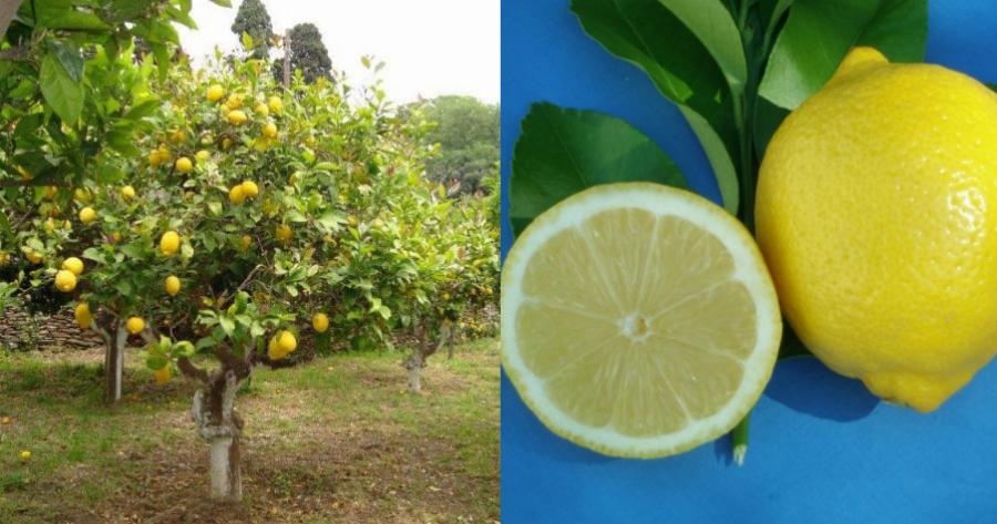 Λεμόνια: Ο λόγος που πρέπει αν τα βάζετε στην κατάψυξη