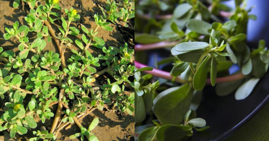 Γλιστρίδα – αντράκλα: Προστατεύει από τον καρκίνο, τις καρδιοπάθειες και τις φλεγμονώδεις παθήσεις