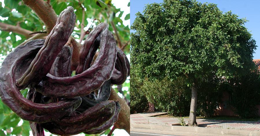 Χαρούπι: Έχει θετικά αποτελέσματα  κατά του διαβήτη και της παχυσαρκίας, είναι εύπεπτα και δεν προκαλούν αλλεργίες