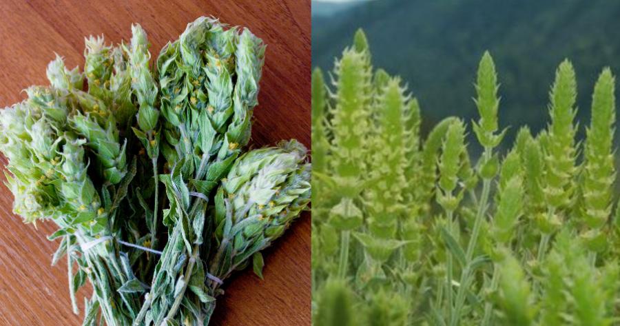 Τσάι του βουνού: Ανακουφίζει από φλεγμονές του  αναπνευστικού, βοηθά στην καταπολέμηση της δυσπεψίας, είναι επουλωτικό και αγχολυτικό