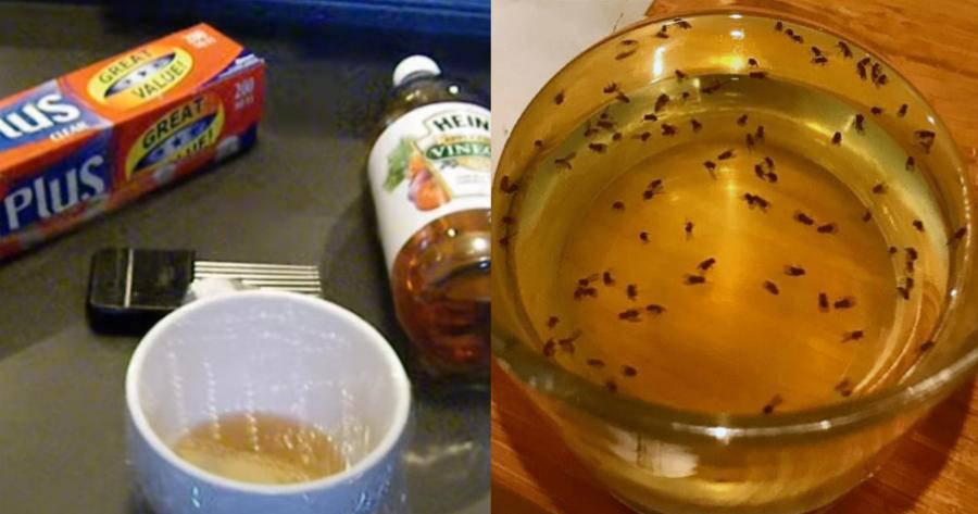 Δώστε τέλος στα μυγάκια και τις σκνίπες: Πέντε φυσικοί, απλοί και οικονομικοί τρόποι για να απαλλαγείτε μία και καλή