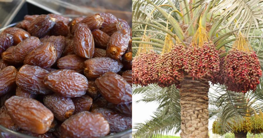 Τι θα αλλάξει στον οργανισμό σας αν τρώτε 3 χουρμάδες καθημερινά – Τα αποτελέσματα θα είναι άμεσα και ορατά