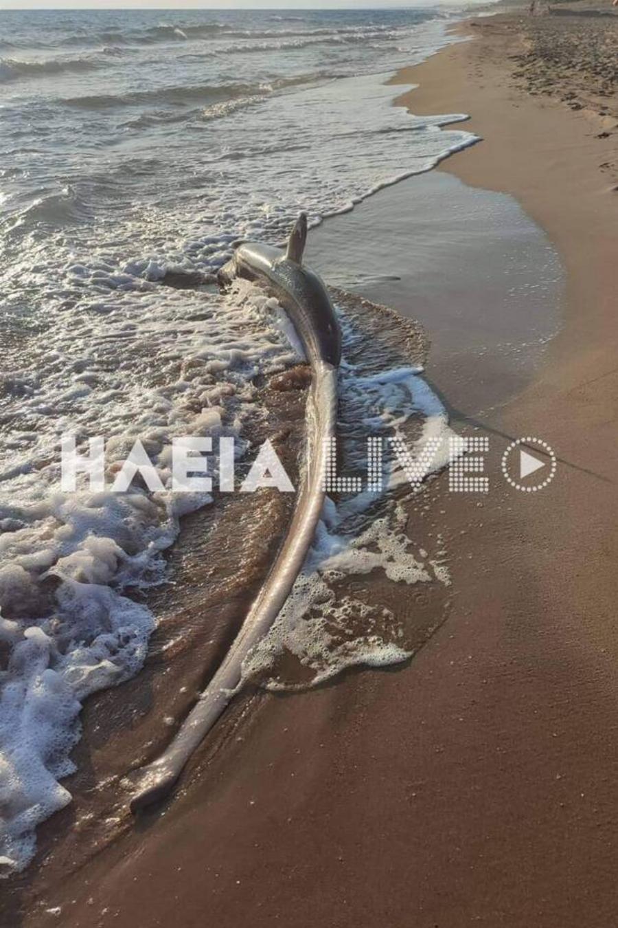 Τρόμος σε παραλία της Ζαχάρως στην Ηλεία: Ξεβράστηκε καρχαρίας στην ακτή