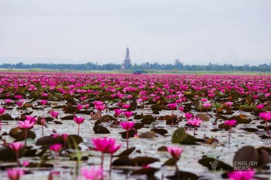 Ταϋλάνδη: Ένα υπερθέαμα από την λίμνη γεμάτη με ροζ λωτούς
