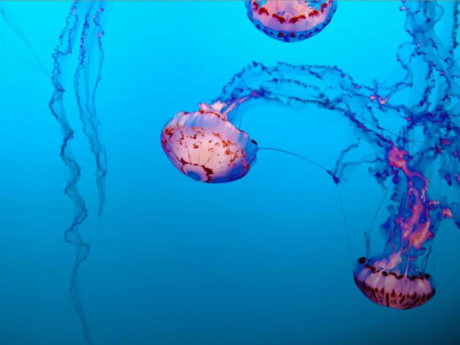 Χανιά: Διπλό τσίμπημα από μωβ μέδουσες σε τουρίστρια – Εμφάνισε πόνο, ζαλάδα και ταχυπαλμία