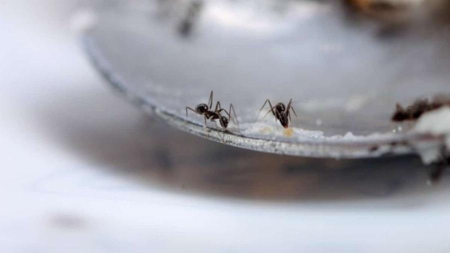 Τέρμα τα μυρμήγκια: Αυτά είναι τα 4 υλικά που έχετε στο ντουλάπι σας και θα τα διώξουν μια και καλή