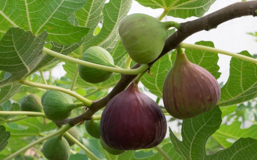 Οφέλη για όλο το σώμα: Το φρούτο που ρίχνει την πίεση, βοηθά την πέψη και θωρακίζει τα οστά