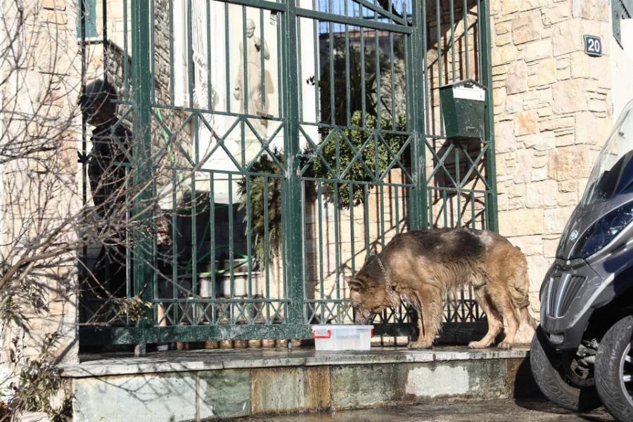 Σκύλος κατάφερε να επιβιώσει από την πυρκαγιά στην Πεντέλη και περιπλανιέται μόνος και εξουθενωμένος με εγκαύματα