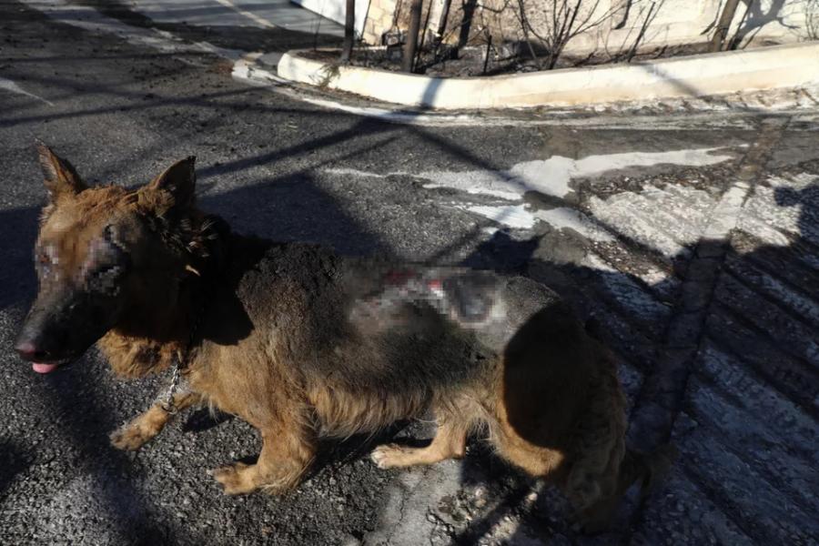 Σκύλος κατάφερε να επιβιώσει από την πυρκαγιά στην Πεντέλη και περιπλανιέται μόνος και εξουθενωμένος με εγκαύματα