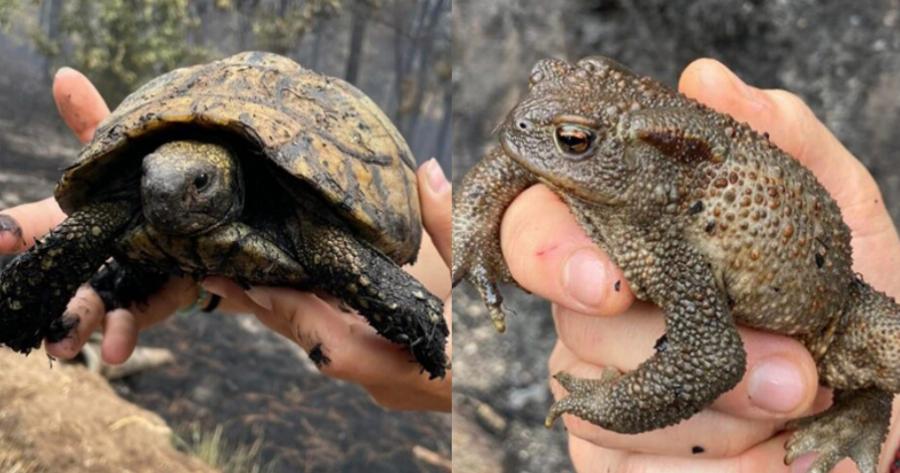 Πράξεις αγάπης: Εθελοντές περιθάλπουν και διασώζουν ζώα στο δάσος της Δαδιάς που καίγεται