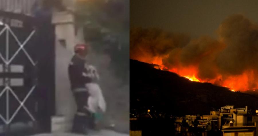 Πυρκαγιά Πεντέλη: Καρέ – καρέ η διάσωση μεγαλόσωμου σκύλου από αυλή σπιτιού το Ντράφι