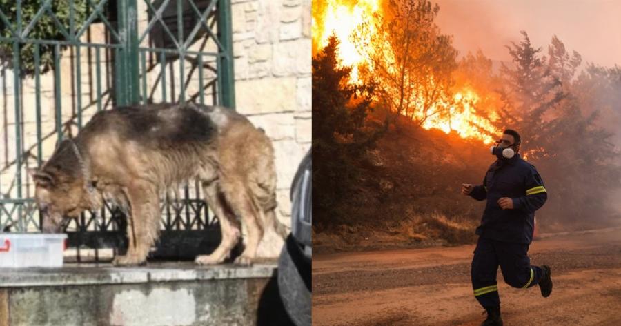 Σκύλος κατάφερε να επιβιώσει από την πυρκαγιά στην Πεντέλη και περιπλανιέται μόνος και εξουθενωμένος με εγκαύματα