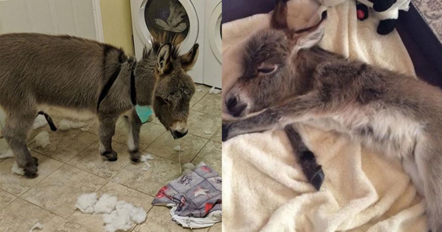 Γαϊδουράκι σαν κατοικίδιο: Ζει κανονικά σε σπίτι  όπως ένας σκύλος