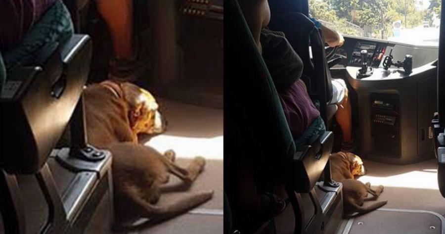 Συγκινητική πράξη: Οδηγός KTΕΛ παίρνει μαζί του αδέσποτο σκύλο για να μην υποφέρει από τον καύσωνα