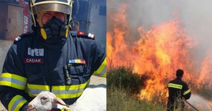 Πυρκαγιά στο Σχηματάρι: Ρουμάνος πυροσβέστης σώζει μικρό πρόβατο από βέβαιο θάνατο