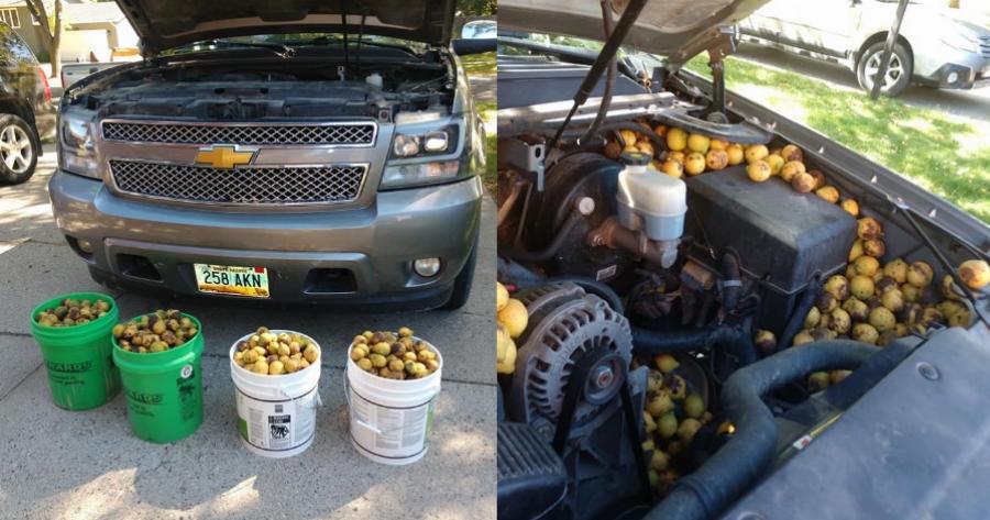 Σε κάθε πιθανό και απίθανο σημείο: Σκίουρος αποθήκευσε σε αγροτικό 160 κιλά καρύδια σε τέσσερις μέρες