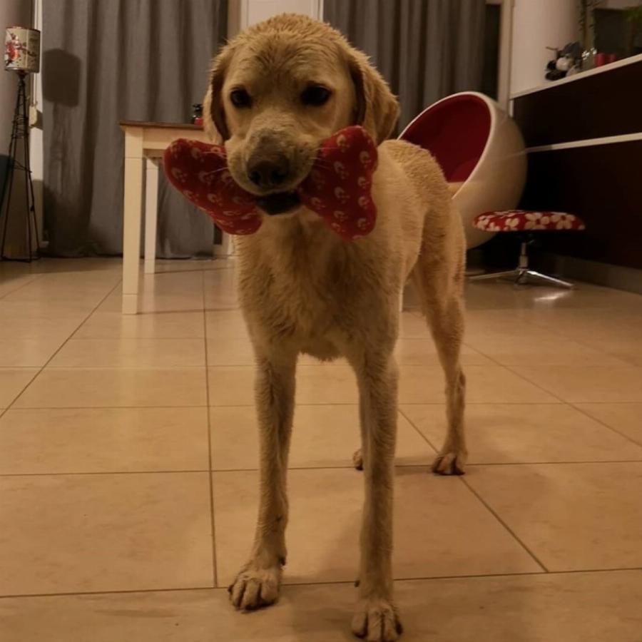 Έτοιμοι για τα γεννητούρια: Έτσι είναι το ειδικά διαμορφωμένο σπίτι του Λεωνίδα Κουτσόπουλου και της Χρύσας Μιχαλοπούλου πριν γίνουν γονείς