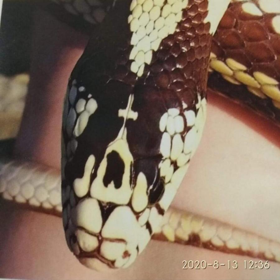 Σήμερα βγαίνουν τα φίδια της Παναγίας στην Κεφαλονιά – Θα αναχωρήσουν τον Δεκαπενταύγουστο