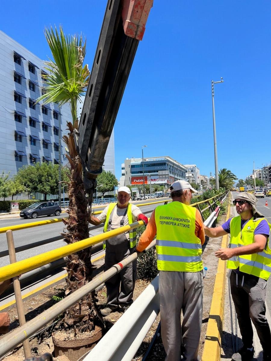 Αθήνα: 300 φοίνικες φυτεύτηκαν στη Λ. Συγγρού από το Πάντειο μέχρι το Φάληρο
