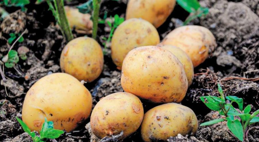 Θα το ζήσουμε και αυτό: «Εκτός μενού» πατάτες τηγανητές και πατατάκια