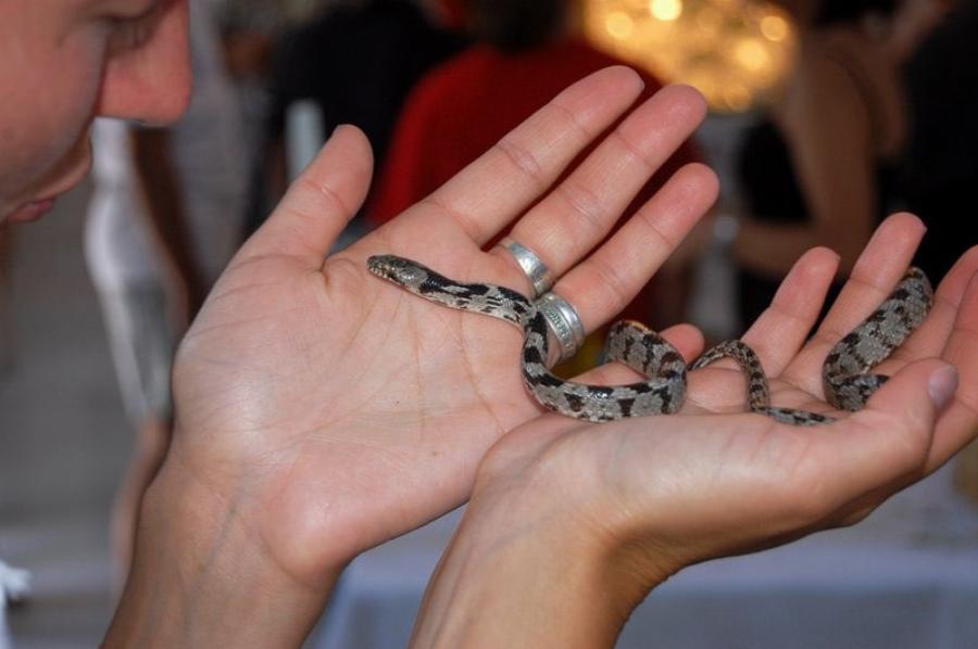 Σήμερα βγαίνουν τα φίδια της Παναγίας στην Κεφαλονιά – Θα αναχωρήσουν τον Δεκαπενταύγουστο