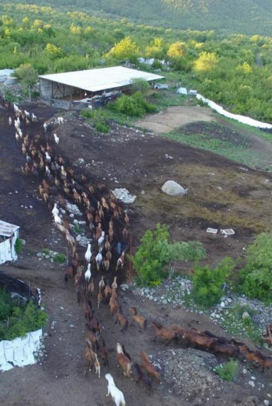 Σέρρες: Στην περιοχή “Άνω Πορόια” βρίσκεται το μεγαλύτερο κοπάδι αλόγων ελληνικής φυλής Πίνδου στην Ευρώπη