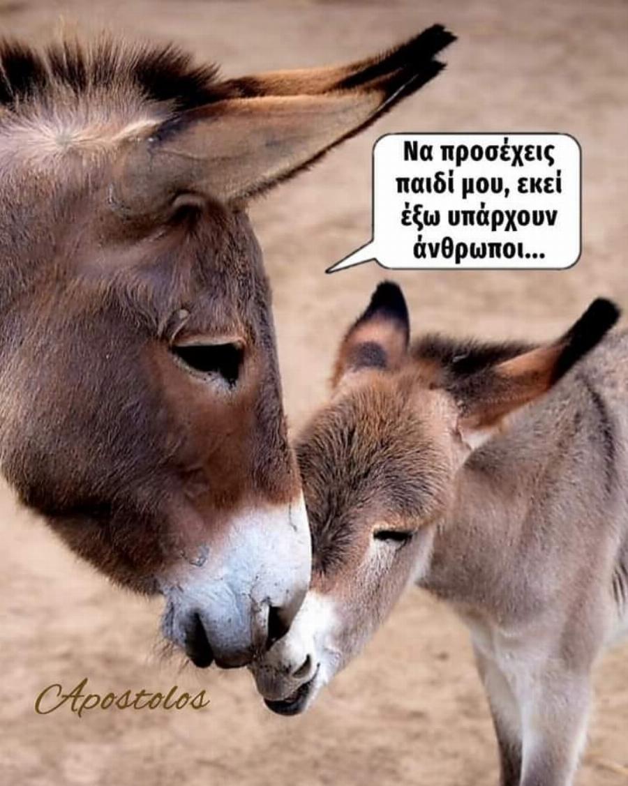 Ζίτσα Ιωαννίνων: Συγκινούν τα σκίτσα για το γαϊδουράκι που υπεβλήθη σε ευθανασία