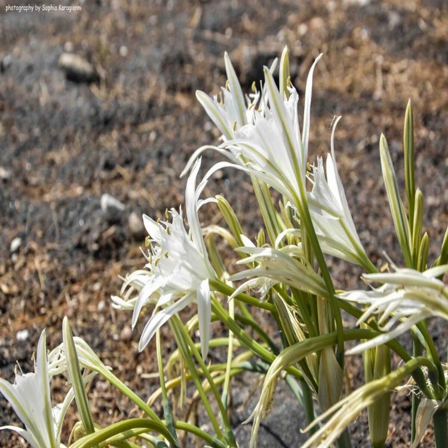 Θαύμα της φύσης: Τα Κρινάκια της Παναγίας με την υπέροχη μυρωδιά που φυτρώνουν εκεί που δεν φυτρώνει τίποτε άλλο