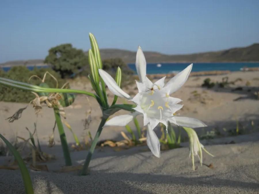 Θαύμα της φύσης: Τα Κρινάκια της Παναγίας με την υπέροχη μυρωδιά που φυτρώνουν εκεί που δεν φυτρώνει τίποτε άλλο