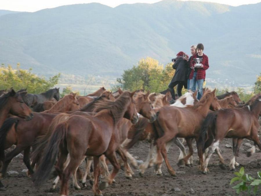 Σέρρες: Στην περιοχή “Άνω Πορόια” βρίσκεται το μεγαλύτερο κοπάδι αλόγων ελληνικής φυλής Πίνδου στην Ευρώπη