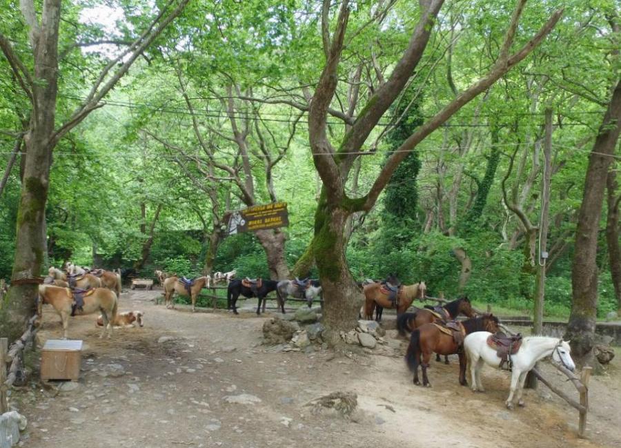 Σέρρες: Στην περιοχή “Άνω Πορόια” βρίσκεται το μεγαλύτερο κοπάδι αλόγων ελληνικής φυλής Πίνδου στην Ευρώπη
