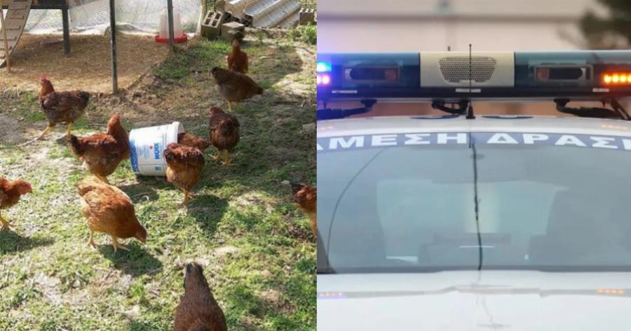 Φρίκη στη Θεσσαλονίκη: Σκότωσε σκύλο επειδή του έφαγε μια κότα και τώρα καλείται να πληρώσει 30.000 ευρώ