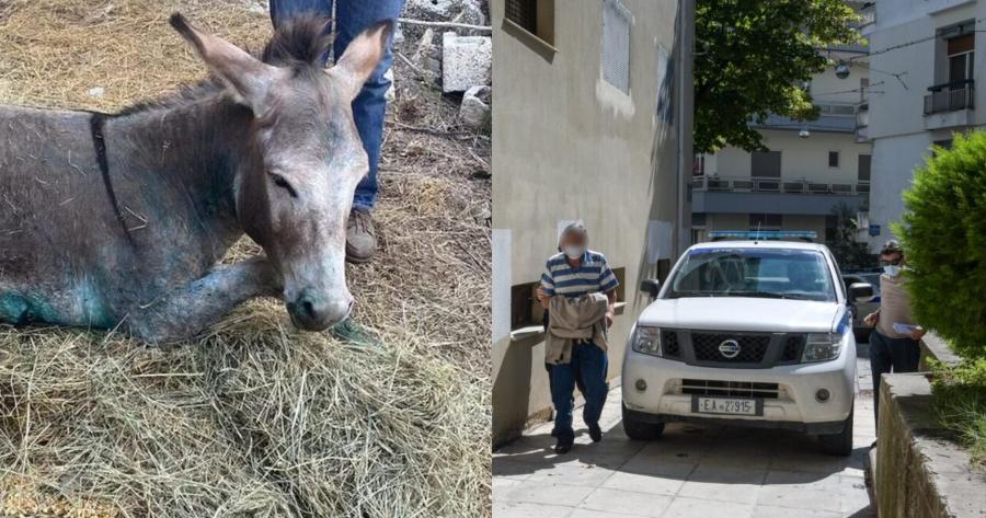 Ιωάννινα: Σε ευθανασία υποβλήθηκε το κακοποιημένο γαϊδουράκι