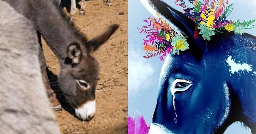 Ζίτσα Ιωαννίνων: Συγκινούν τα σκίτσα για το γαϊδουράκι που υπεβλήθη σε ευθανασία