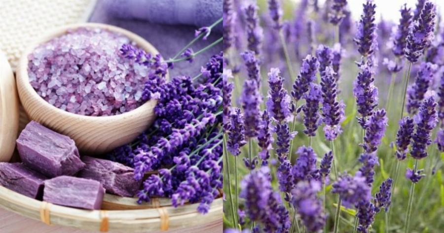 Το μυστικό της γιαγιάς για να μοσχοβολάει: Το απόλυτο κόλπο για να μυρίζει πάντα τέλεια το μπάνιο σας