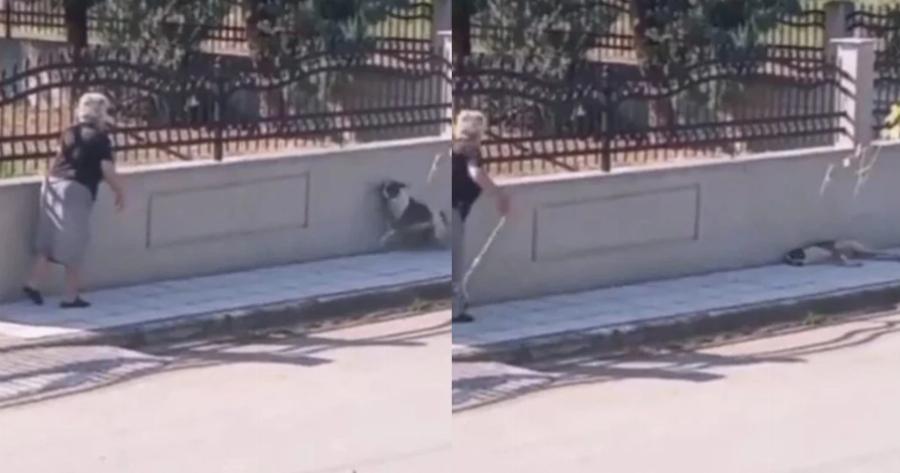 Το βίντεο της ντροπής που εξόργισε το πανελλήνιο: Hλικιωμένη πέταξε το μπαστούνι της για να χτυπήσει σκυλάκι που κοιμόταν αμέριμνο