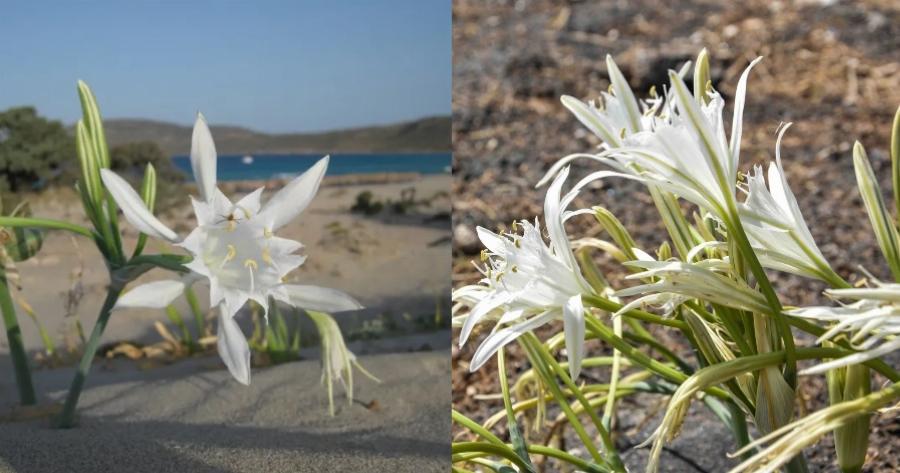 Θαύμα της φύσης: Τα Κρινάκια της Παναγίας με την υπέροχη μυρωδιά που φυτρώνουν εκεί που δεν φυτρώνει τίποτε άλλο